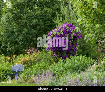 Royal lila Blumen aus der Jackmanii clematis in voller Blüte in diesem monet wie Garten im Mittleren Westen schaffen eine impressionistische Art Gartenlandschaft. Stockfoto