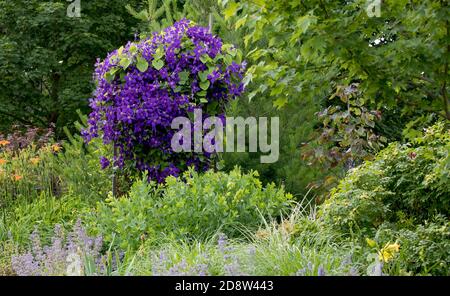 Royal lila Blumen aus der Jackmanii clematis in voller Blüte in diesem monet wie Garten im Mittleren Westen schaffen eine impressionistische Art Gartenlandschaft. Stockfoto