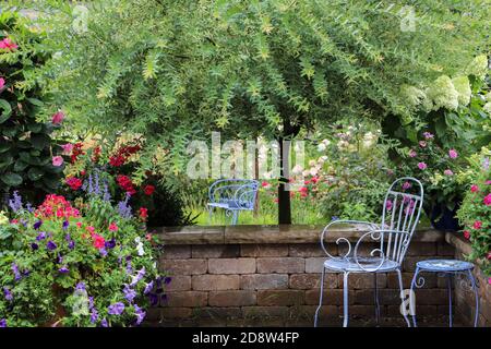 Eine japanische, bunte Zierweide zusammen mit roten mandevilla, roten Rosen, roten Geranien und violetten Petunien bilden den Hintergrund für diese ruhige Terrasse Stockfoto