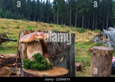 Großer Steinpilz auf einem Baumstumpf. Sammeln Sie Pilze im Wald. Stockfoto