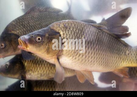 Karpfen schwimmen im Aquarienwasser, Blick durch das Glas. Fischzucht, Süßwasserkarpfen (Cyprinus carpio) Stockfoto