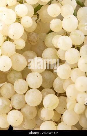 Voller Rahmen von Beeren von einem Bündel von reifen Trauben. Food Background Konzept. Stockfoto