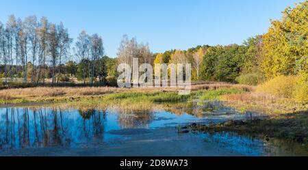 Panorama Herbstlandschaft. Waldgebiet mit Bäumen, die sich in blauem Wasser spiegeln. Ländliche Landschaft. Gelbe Blätter auf Eichen und Birken oder trockenes Gras in Sumpf. Stockfoto