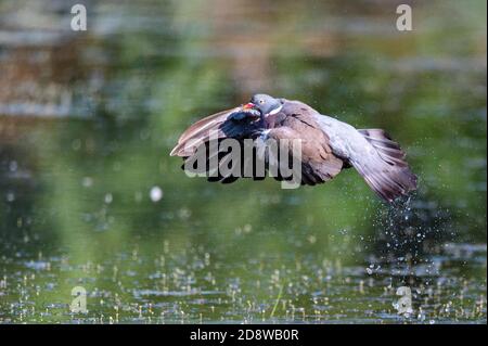 Holztaube oder Columba Palumbus fliegen über Wasser Stockfoto