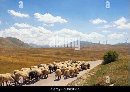 Berglandschaft mit gelben Weiden, eine Herde Schafe, die entlang der Straße und Windmühlen im Hintergrund. Montenegro, Niksic, Windpark Krnovo Stockfoto