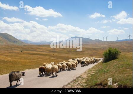 Berglandschaft mit einer Herde Schafe entlang der Straße und Windmühlen im Hintergrund. Montenegro, Krnovo Windpark in der Nähe von Niksic Stadt Stockfoto