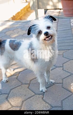 Kleiner weißer Terrier Hund steht Gesicht nach vorne. Weißes Fell, schwarze Ohren, braune Augen, scruffy, flauschig, Garten Hintergrund, lächelnd mit sauberen, aber krummen t Stockfoto