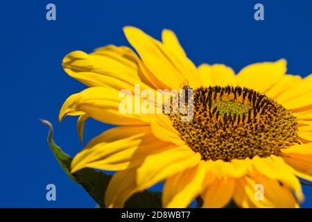 Sonnenblume mit Fokus auf Bienen sammeln Pollen, leuchtend gelbe Blume und leuchtend blauen Himmel Stockfoto