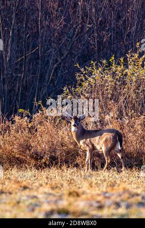 Großer Hirschbock (Odocoileus virginianus) während der Wisconsin-Rut Ende Oktober, senkrecht Stockfoto