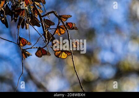 WESTERN Monarch Butterfly (Danaus plexippus plexippus) Cluster, Brutzeit, 30 bis 40 Fuß hoch in Eukalyptus Baum, Pismo Beach, Kalifornien Stockfoto