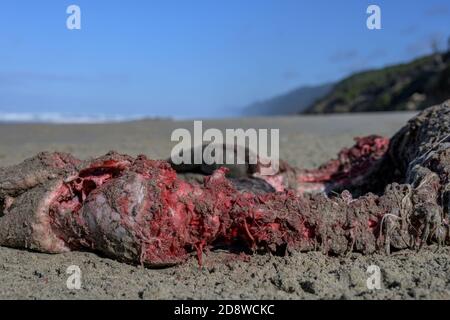 Wirbelsäule des Löwen vom Toten Meer am Strand entlang der Pazifikküste Stockfoto
