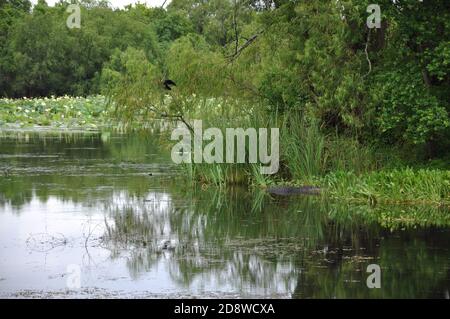 Lebendige Frühlingsreflexionen am Elm Lake mit Wasserlilien in Bloom – Ein Feuchtgebiet im Brazos Bend State Park, Texas Stockfoto