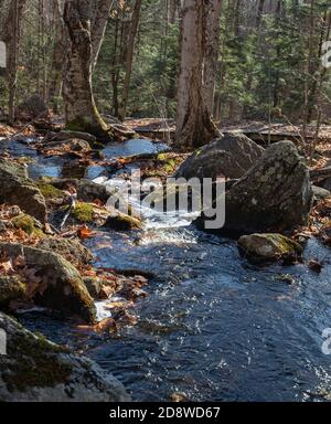 Ein Bach, der durch einen mit Herbstlaub bedeckten Wald fließt In Ontario, Kanada Stockfoto