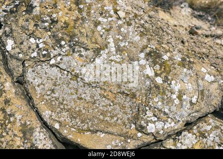 Moos und weiße Flechten auf den Felsen. Steiniger Hintergrund. Farbige Flechten auf einer flachen Felsoberfläche. Stockfoto