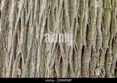 Interessante texturelle Baumrinde geeignet für den Einsatz als Hintergrund. Stockfoto
