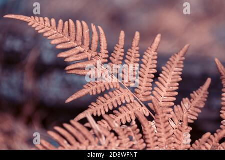Herbst Fern Blätter im Wald. Herbstjahreszeithintergrund. Stockfoto