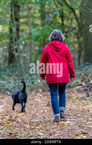 Eine Dame mittleren Alters, die einen schwarzen labrador Hund im herbstbunten saisonalen Wald bei blickling in norfolk, großbritannien, spazierengeht. Stockfoto