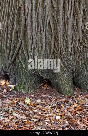 Ein großer Baumstamm, der in der Herbstsaison von einem Teppich aus Herbstblättern umgeben ist, in einem Wald mit Bäumen Stockfoto