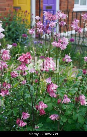 Aquilegias in einem Hüttengarten. Stockfoto