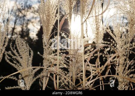 Eine Vielzahl von Zebragras während der Blüte. Miscanthus sinensis, das Jungfernsilbergras, ist eine Art blühender Pflanze in der Grassfamilie Poaceae, n Stockfoto
