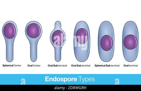 Lage der bakteriellen Sporen. Arten von Endosporen. Endospore Struktur Vektor Illustration. Stockfoto