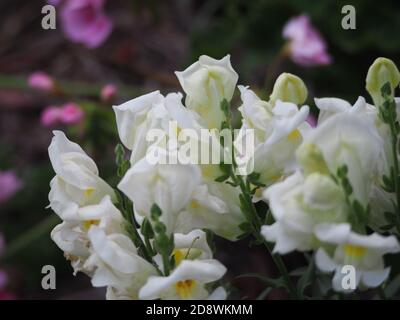 Nahaufnahme des weißen Schnappdrachens in voller Blüte Stockfoto