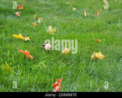 Gras mit abgefallenen Blättern auf Bodenhöhe übersät Stockfoto