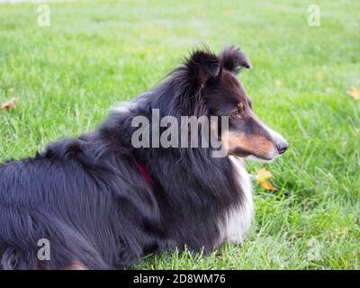 Dreifarbige Shetland Sheepdog Laying in Green Grass Stockfoto