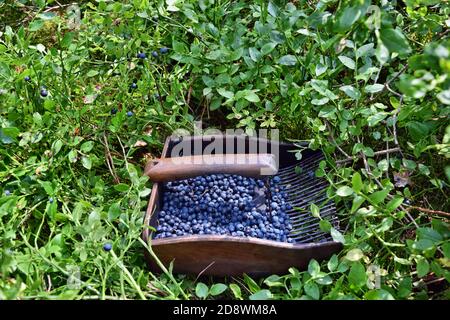 Spezieller Kamm zum Pflücken von Blaubeeren im Wald Stockfoto