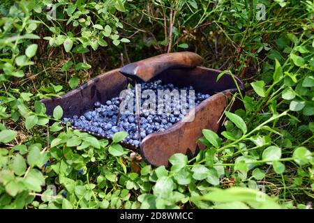 Spezieller Kamm zum Pflücken von Blaubeeren im Wald Stockfoto