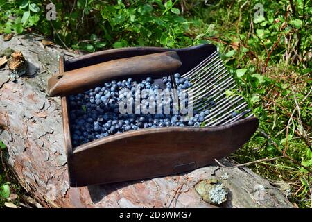 Spezieller Kamm zum Pflücken von Blaubeeren im Wald Stockfoto