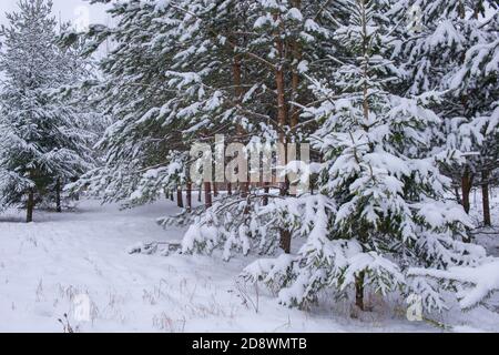 Erster Schnee auf dem Land. Winter ländliche Landschaft von mattierten Nadelbäumen und schneebedeckten Fußweg Stockfoto