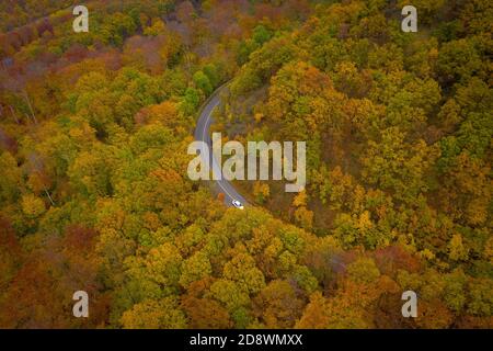 Visegrad, Ungarn - Luftaufnahme der kurvigen Straße durch den Wald, Herbststimmung, warme Herbstfarben. Grüne, rot gelbe und orange gefärbte Bäume. Stockfoto