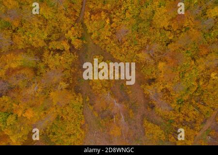 Visegrad, Ungarn - Luftaufnahme des Herbstes farbiger Wald, Herbststimmung, warme Herbstfarben. Grüne, rot gelbe und orange gefärbte Bäume. Stockfoto