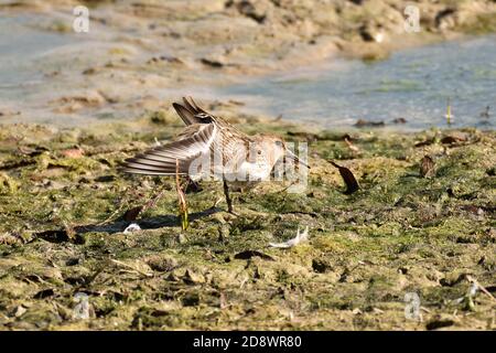 Juvenile Dunlin streckt seinen Flügel in der Sonne am Rande des schlammigen Sees. England, Großbritannien. Stockfoto