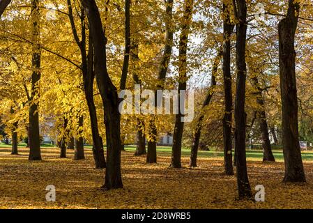 Herbst im Park, gelbe Blätter. Sonniger Tag. Goldener Herbst im Wald. Blätter fallen von Ästen. Stockfoto