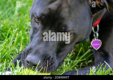 Foto eines jungen Hundes aus nächster Nähe. Stockfoto
