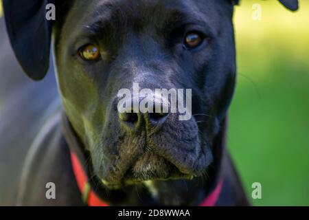 Foto eines jungen Hundes aus nächster Nähe. Stockfoto