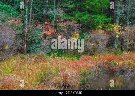 Lake Shoreline Herbstvegetation entlang Promised Land Lake in Pennsylvania Pocono Mountains Stockfoto