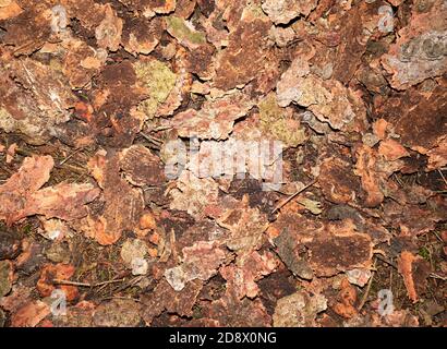 Das Unheil des Rindenkäfers zerstört ganze Wälder. Wirtschaftliche und ökologische Katastrophe Stockfoto