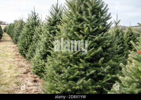 Weihnachtsbäume in Reihen auf der lokalen Christmas Tree Farm, Berks County, Pennsylvania Stockfoto