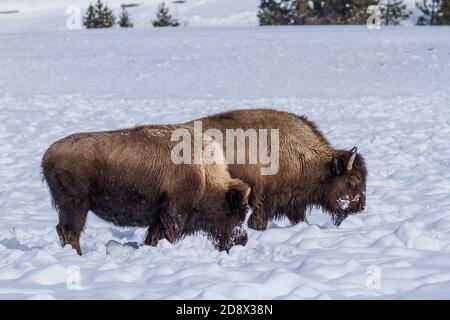 American Bisons im Schnee im Yellowstone National Park, Wyoming, USA. Stockfoto