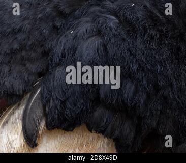 Nahaufnahme mit den Details der charakteristischen schwarzen und weißen Federn eines männlichen Straußes (Struthio camelus), Tarangire National Park, Tan Stockfoto