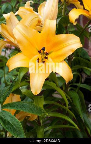 Eine leuchtend gelbe Asiatische Lilie mit Stigma und Stamen A 1a) Unterteilung Lilie mit nach oben gerichteten Blüten Stockfoto