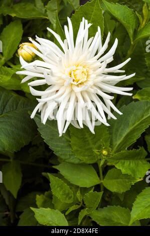 Nahaufnahme von Playa Blanca ein weißer Kaktus Dahlia mit Blütenknospe EINE tuberöse Pflanze, die sommergrün und halb ist hardy Stockfoto