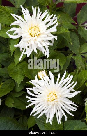 Nahaufnahme von Dahlia Playa Blanca Blumen und Blütenknospen Eine Sommer blühende weiße Kaktus Dahlia EINE tuberöse Pflanze, die Ist sommergrün und halb winterhart Stockfoto