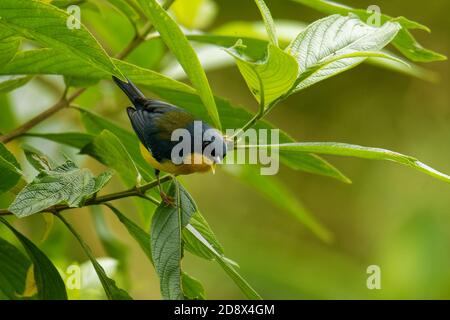 Tropische Parula (Setophaga pitiayumi) kleiner New World-Waldsänger, gelbe und schwarze Vogelrassen von Texas und Mexiko südlich durch Mittelamerika nach Nor Stockfoto