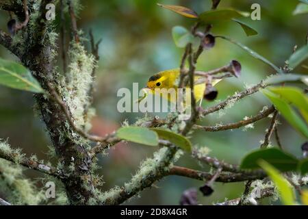 Wilsons Warbler - Cardellina pusilla kleiner New World Warbler mit seiner gejagten Beute - Raupe. Es ist oben grünlich und unten gelb, mit abgerundetem w Stockfoto