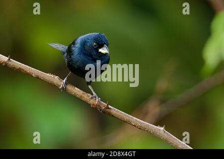 Blau-Schwarz - Grassquit Volatinia jacarina kleiner Vogel in der tanager Familie, Thraupidae. Es war zuvor klassifiziert in der Bunting und amerikanischen Spar Stockfoto