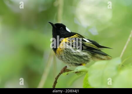 Stitchbird - Notiomystis cincta - Hihi in Maori-Sprache, endemischer gelber, weißer und schwarzer Vogel, der am Ast im neuseeländischen Wald sitzt. Stockfoto